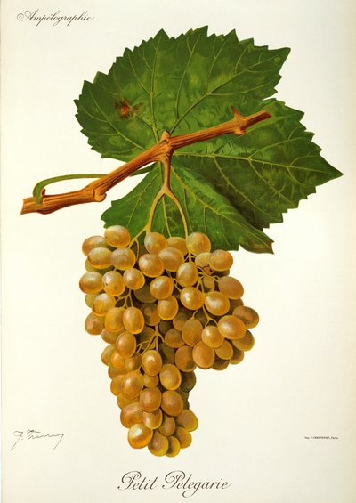 Hrozna Petit Pelegarie od J. Troncyho od Jules Troncy