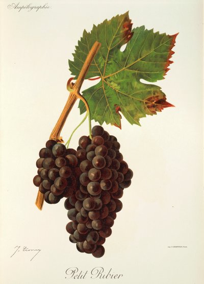 Hrozna Petit Ribier od J. Troncyho od Jules Troncy