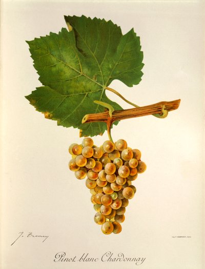 Odrůda Pinot Blanc Chardonnay od J. Troncyho od Jules Troncy