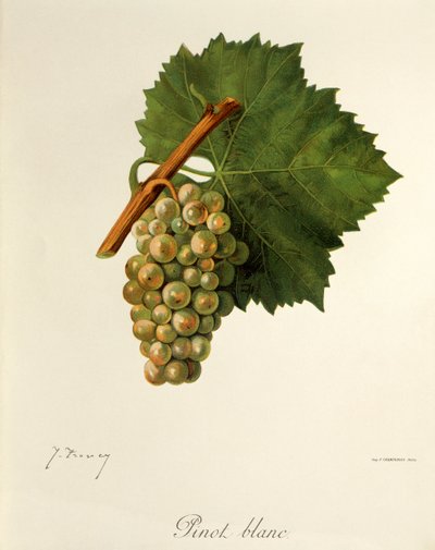Odrůda Rulandské bílé od J. Troncyho od Jules Troncy
