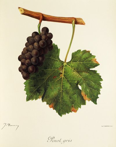 Rulandské šedé od J. Troncyho od Jules Troncy