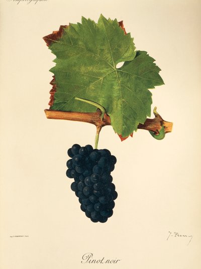 Odrůda Pinot Noir od J. Troncyho od Jules Troncy