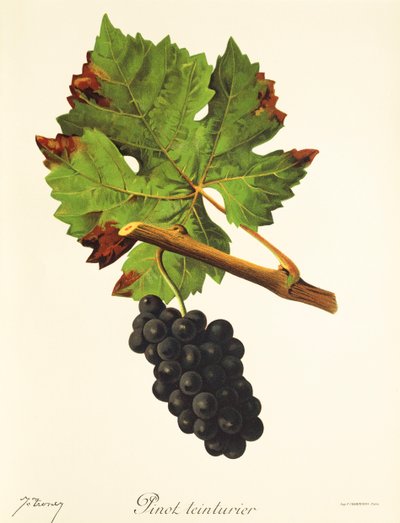 Odrůda Pinot Teinturier od J. Troncyho od Jules Troncy