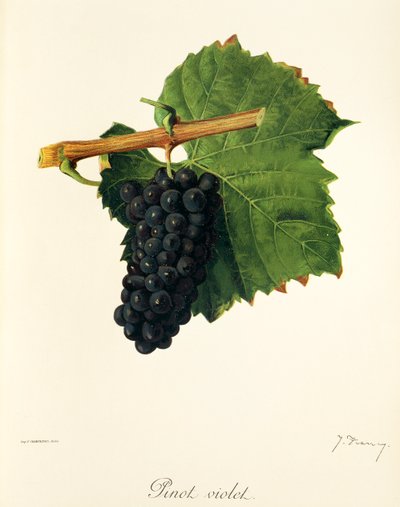 Hrozen Pinot Violet od J. Troncyho od Jules Troncy