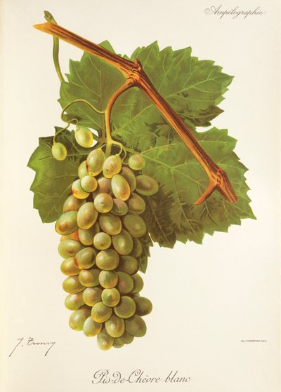 Hrozna Pis-de-Chevre Blanc od J. Troncyho od Jules Troncy