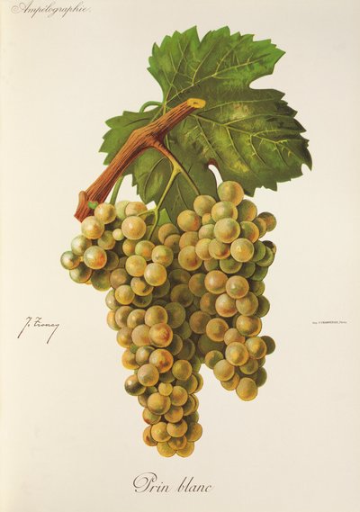 Hrozna Prin Blanc od J. Troncyho od Jules Troncy