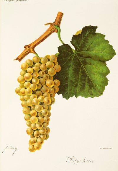 Hrozen Putzscheere od J. Troncyho od Jules Troncy