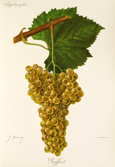 Raffiat od J. Troncyho od Jules Troncy