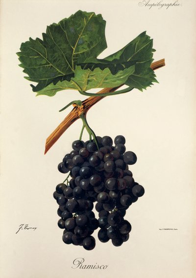 Hrozna Ramisco od J. Troncyho od Jules Troncy