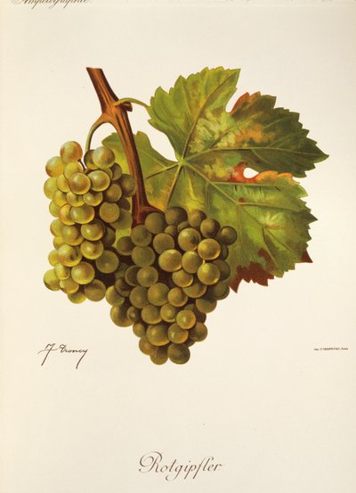 Hrozna Rotgipfter od J. Troncyho od Jules Troncy