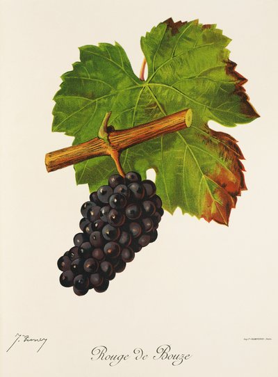Hrozna Rouge de Bouze od J. Troncyho od Jules Troncy