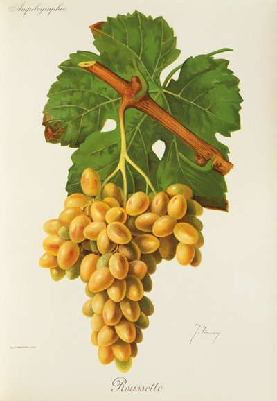 Dogfish grape od J. Troncy od Jules Troncy