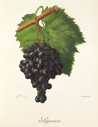 Hrozen Saperavi od J. Troncyho od Jules Troncy