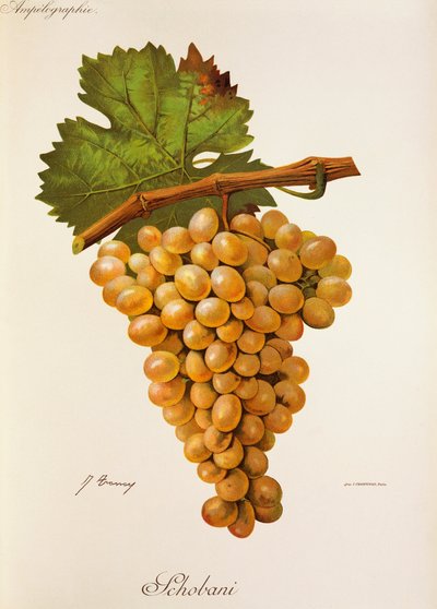 Hrozen Schobani od J. Troncyho od Jules Troncy
