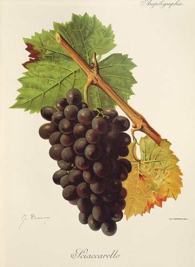 Hroznový Sciaccarello od J. Troncyho od Jules Troncy
