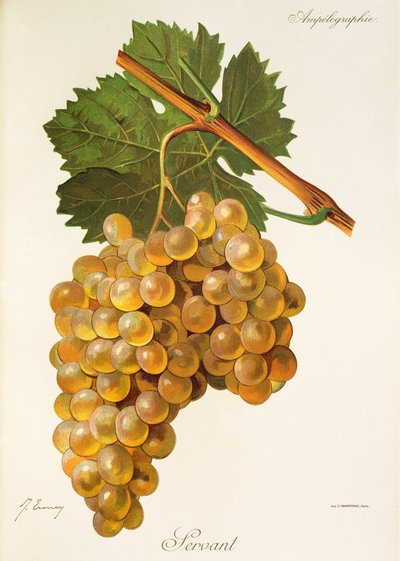 Servant grape od J. Troncyho od Jules Troncy