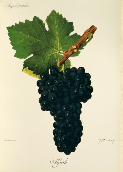 Hrozna Syrah od J. Troncyho od Jules Troncy