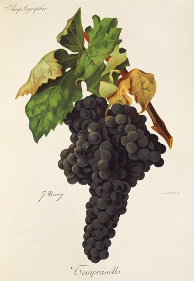 Hrozna Tempranillo od J. Troncyho od Jules Troncy