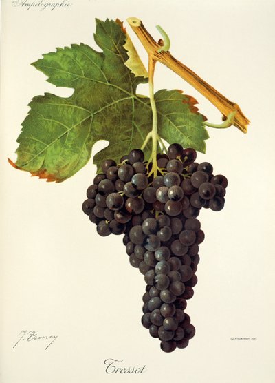 Hrozna Tressot od J. Troncyho od Jules Troncy