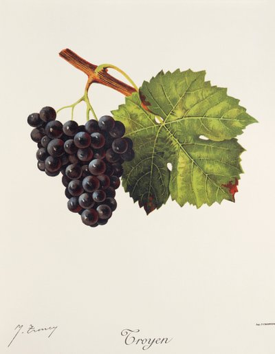 Hrozen Troyen od J. Troncyho od Jules Troncy
