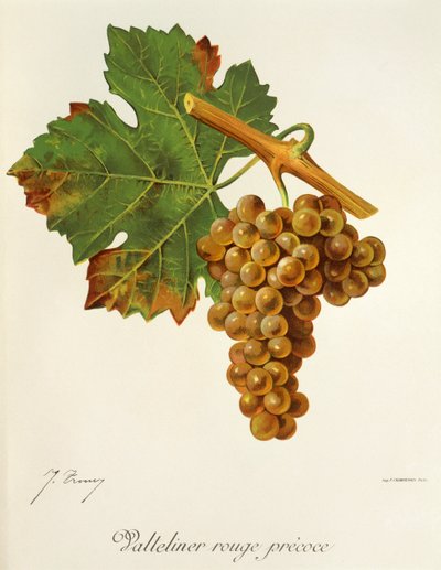 Hrozna Valteliner Rouge Precoce od J. Troncyho od Jules Troncy