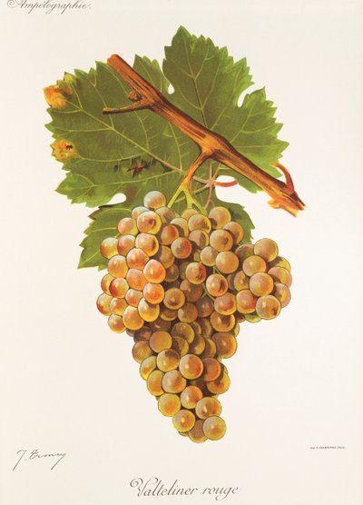 Hrozna Valteliner Rouge od J. Troncyho od Jules Troncy