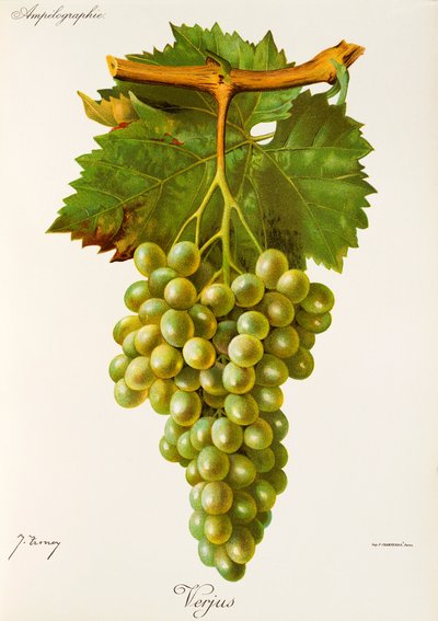 Hrozna Verjus od J. Troncyho od Jules Troncy