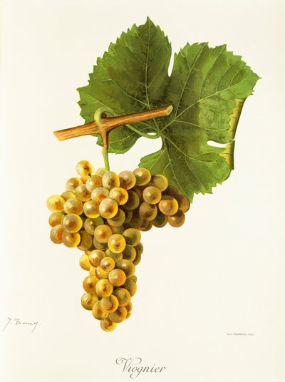 Hrozna Viognier od J. Troncyho od Jules Troncy