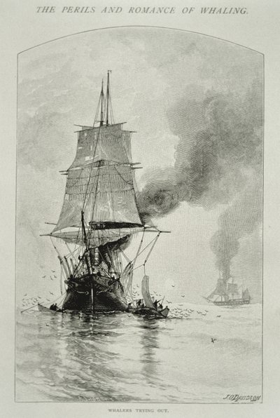 „Whalers Trying Out“ (rozřezat velrybu a vytáhnout její maso na palubu), pro „The Perils and Romance of Whaling“ v Century Magazine, srpen 1890 (rytina) od Julian Oliver Davidson