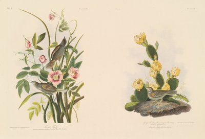 pěnkava přímořská; a Grafs Finch nebo Bay-Winged Strnad od Julius Bien after John James Audubon