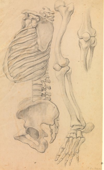Páteř s hrudníkem a pánví, profil vlevo; také kosti levé nohy od kyčle ke špičce palce a detail kolena. (1662?). od Karel van III Mander