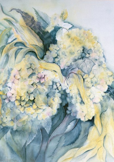 Hydrangea Particulata od Karen Armitage