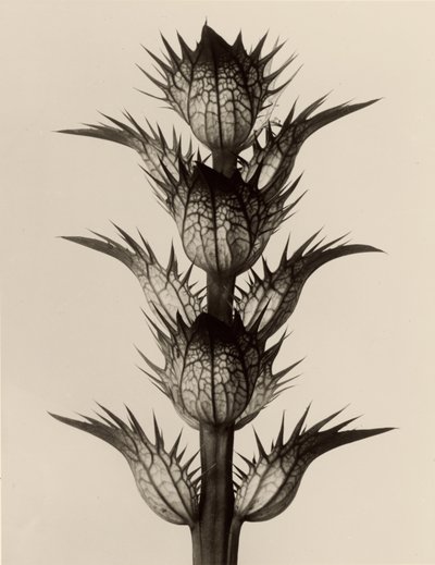 Acanthus mollis od Karl Blossfeldt