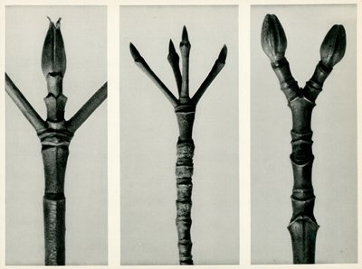 Cornus Nuttallii, 1929 (hlubotisk) od Karl Blossfeldt