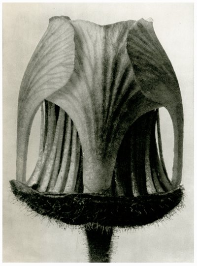 Geum Rivale. 1929 (fotoryt) od Karl Blossfeldt