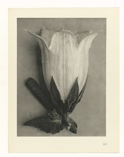 Rostlinné studie Archetypy umění: fotografické obrazy rostlin (název série) od Karl Blossfeldt