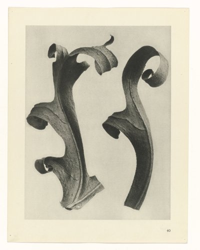 Rostlinné studie Archetypy umění: fotografické obrazy rostlin (název série) od Karl Blossfeldt