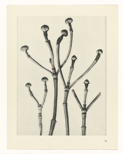 Rostlinné studie Archetypy umění: fotografické obrazy rostlin (název série) od Karl Blossfeldt