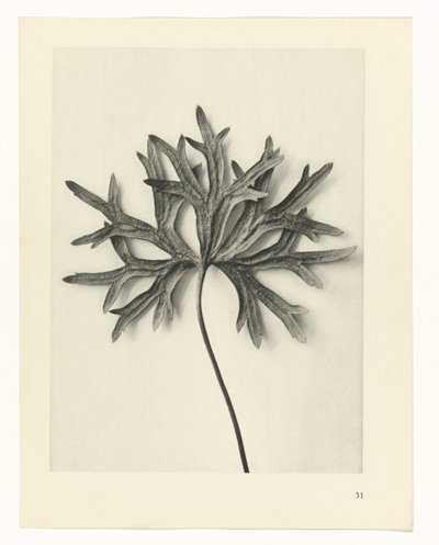 Rostlinné studie Archetypy umění: fotografické obrazy rostlin (název série) od Karl Blossfeldt
