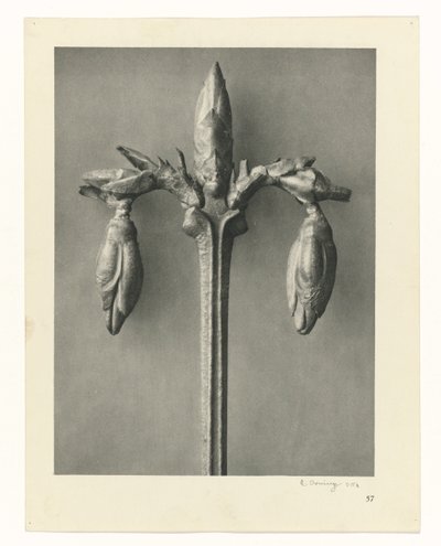 Rostlinné studie Archetypy umění: fotografické obrazy rostlin (název série) od Karl Blossfeldt