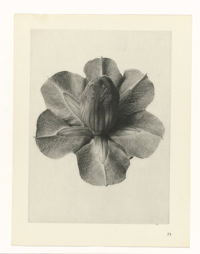 Rostlinné studie Archetypy umění: fotografické obrazy rostlin (název série) od Karl Blossfeldt