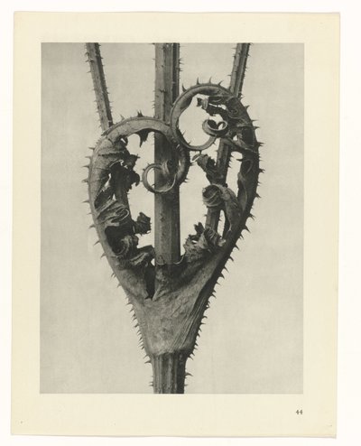 Rostlinné studie Archetypy umění: fotografické obrazy rostlin (název série) od Karl Blossfeldt