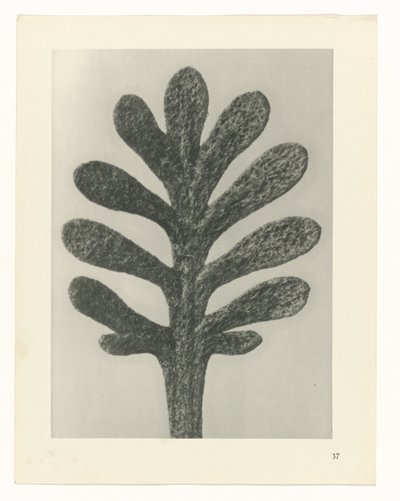 Rostlinné studie Archetypy umění: fotografické obrazy rostlin (název série) od Karl Blossfeldt
