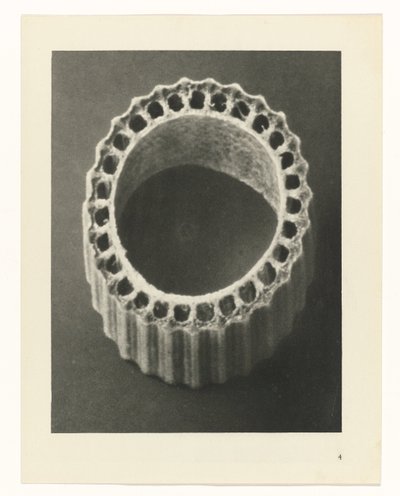 Rostlinné studie Archetypy umění: fotografické obrazy rostlin (název série) od Karl Blossfeldt