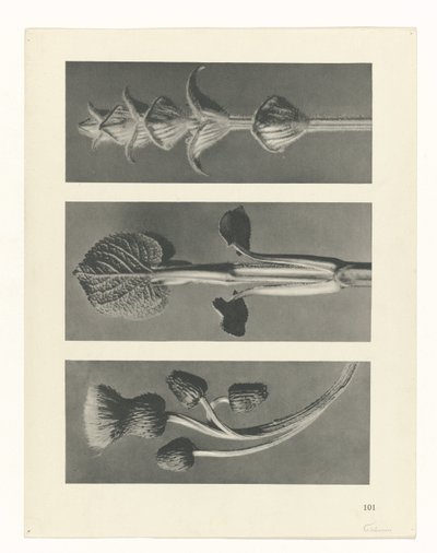 plánovat studii Archetypy umění (název série) od Karl Blossfeldt