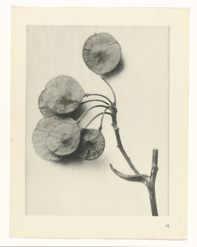 plánovat studii Archetypy umění (název série) od Karl Blossfeldt