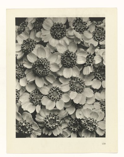 plánovat studii Archetypy umění (název série) od Karl Blossfeldt