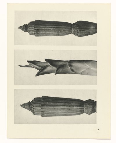 plánovat studii Archetypy umění (název série) od Karl Blossfeldt