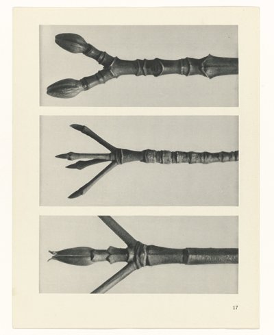 plánovat studii Archetypy umění (název série) od Karl Blossfeldt