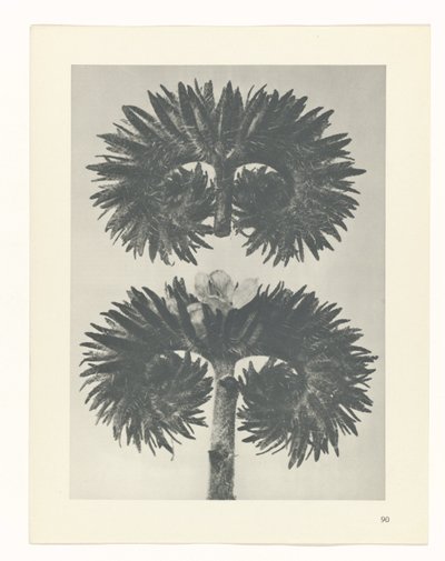 plánovat studii Archetypy umění (název série) od Karl Blossfeldt
